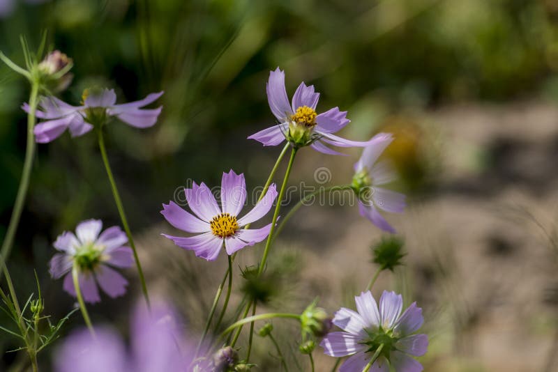 Cosmea Cosmos roze bloemen in de huistuin royalty-vrije stock foto Cosmea Cosmos roze bloemen in de huistuin royalty-vrije stock foto