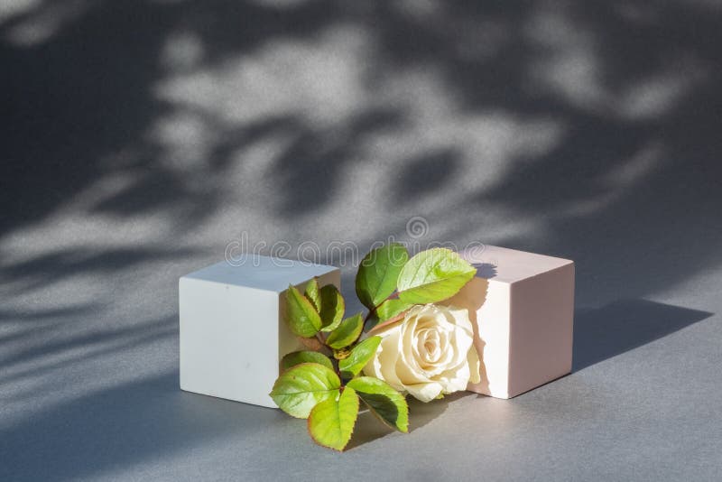 Cosmetic background. Two empty podiums and cream rose and leaves on gray background.