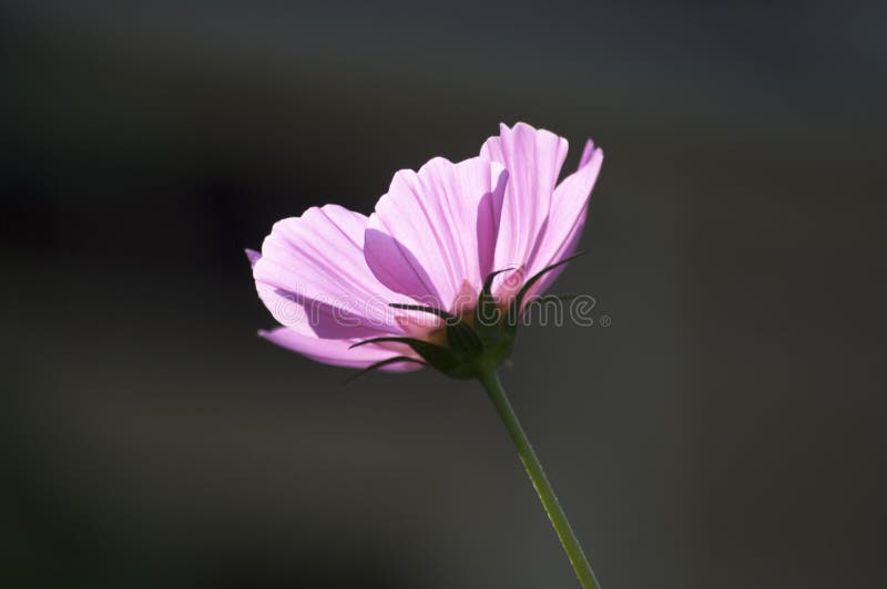 Cosmos au soleil image stock. Image du fleur, soleil - 122739903