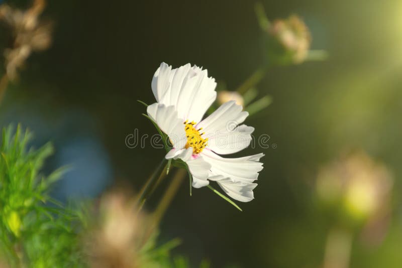 Cosmos Bipinnatus or Cosmea flower under sunlight flare with a blurry evening bokeh light on dark background