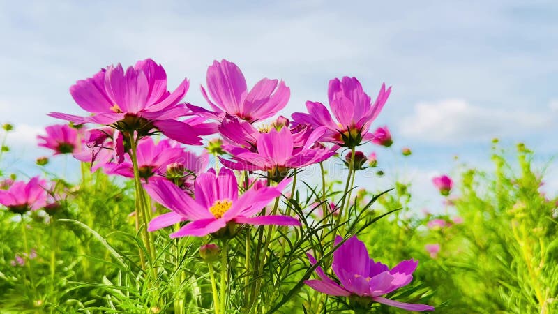 Cosmos cor-de-rosa flores céu azul nuvens natureza