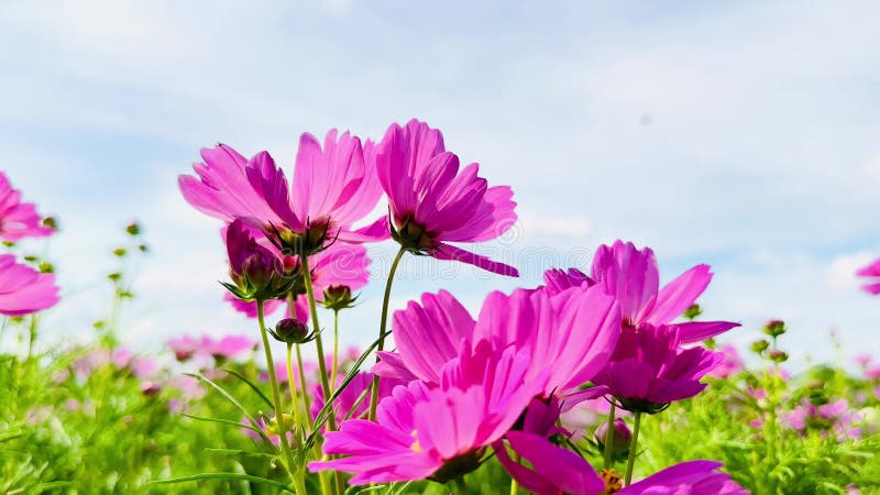 Cosmos cor-de-rosa flores céu azul nuvens natureza