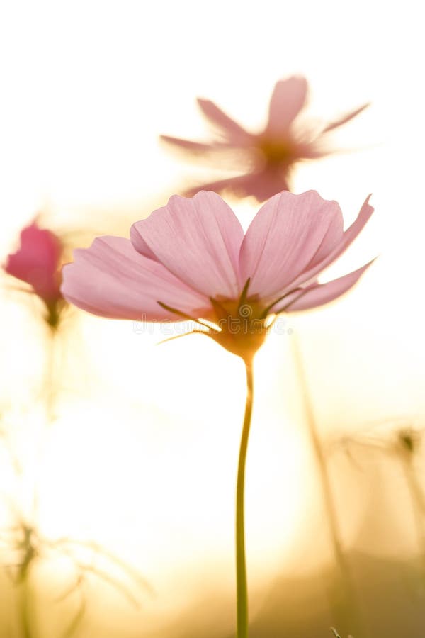 Cosmos cor-de-rosa no campo no por do sol imagem de stock Cosmos cor-de-rosa no campo no por do sol imagem de stock