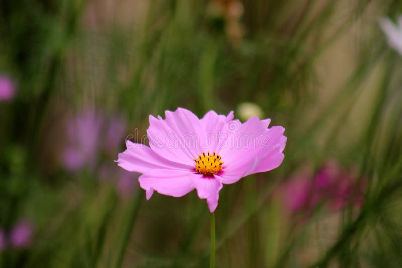 Cosmos Flower, Cosmos Bipinnatus. Stock Photo - Image of aster, plants ...