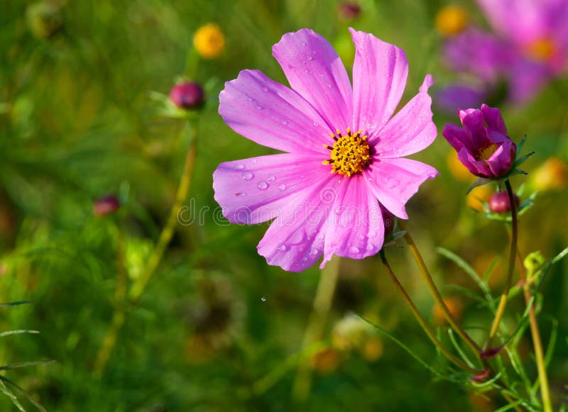 Cosmos flower and bud stock image. Image of morning, cosmos 25554377
