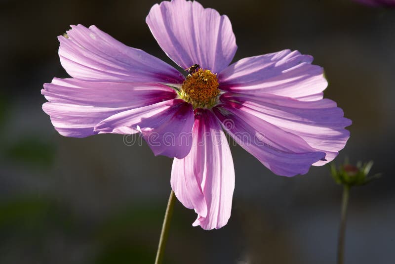 Cosmos flower bud blossom stock image. Image of closeup - 191276417