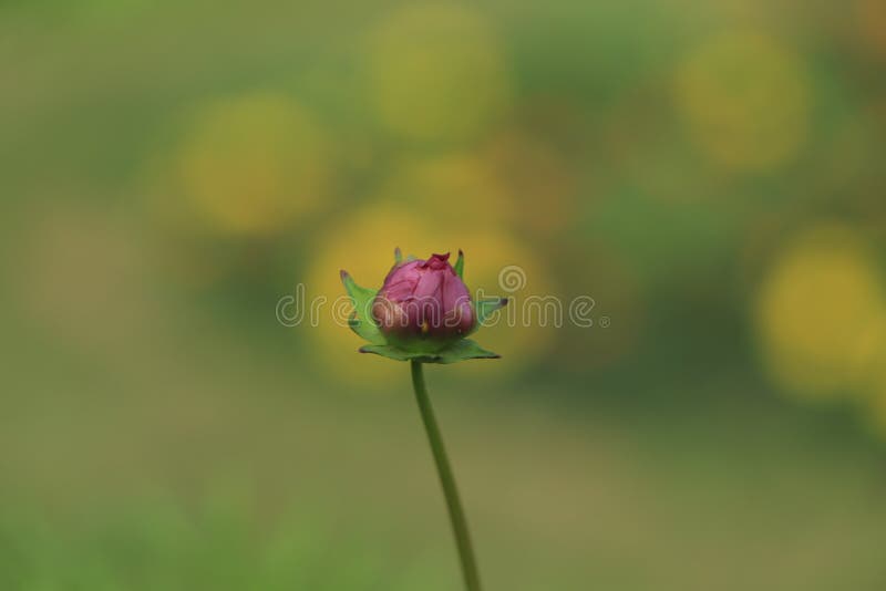 Cosmos Flower Buds Closeup View Stock Photo Image of fresh, bright
