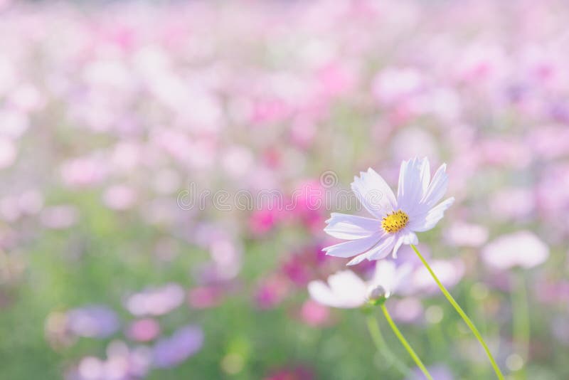 Cosmos flower close up on sunset background with soft selective focus