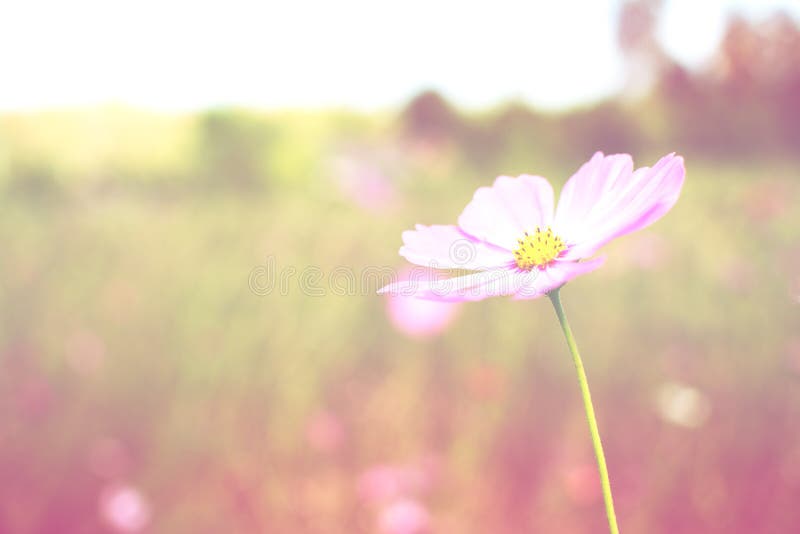 Cosmos flower color effect stock photo. Image of flora 84119252