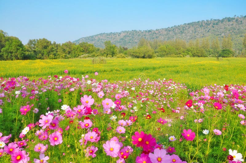 North Carolina Cosmos Flowers in September Stock Image - Image of ...