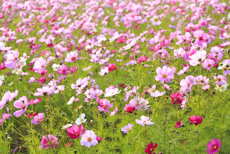 Cosmos flower in Japan stock image. Image of background 65851553
