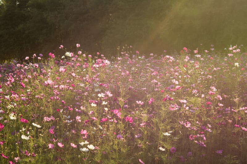Sunshine is Lighting from Sky at Cosmos Flower Fields in the Evening ...