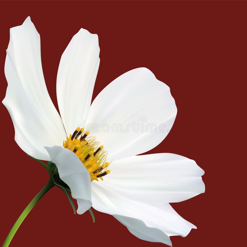 Cosmos flower macro