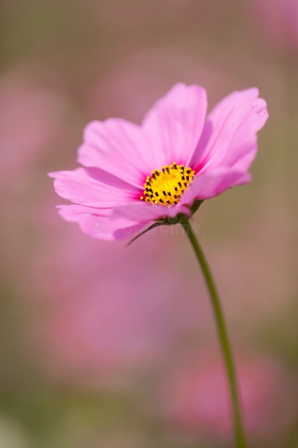 Dark Pink Cosmos Flower stock image. Image of garden - 45509965