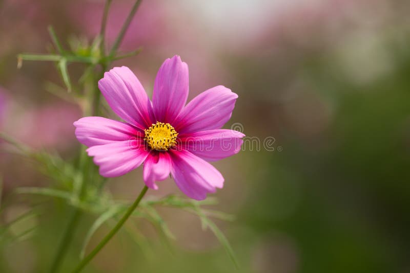 Cosmos flowers stock image. Image of collection, mixed - 12837721