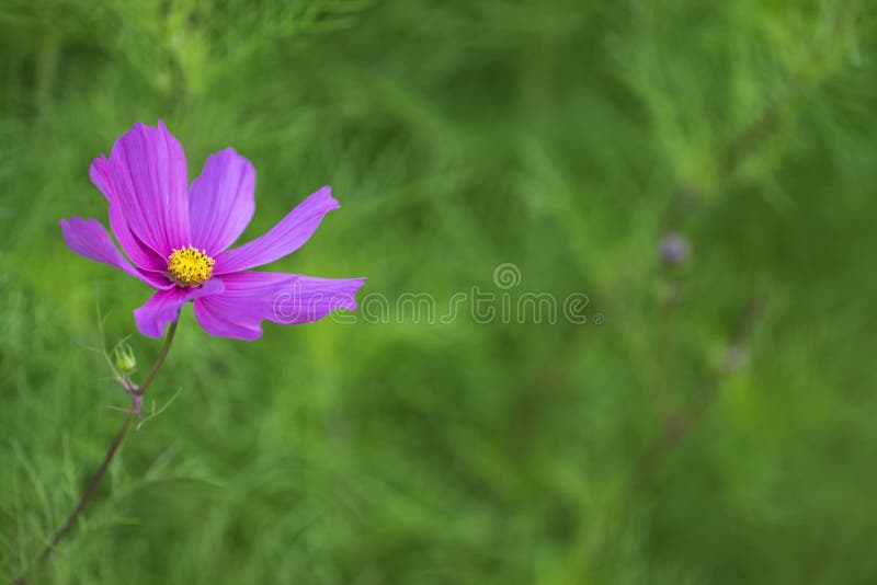 Cosmos Flower stock image. Image of pretty, garden, cosmo 69832595