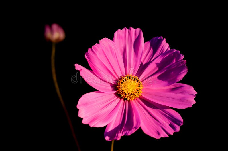 Cosmos Flower with Side Lighting Stock Photo - Image of cosmos, side ...