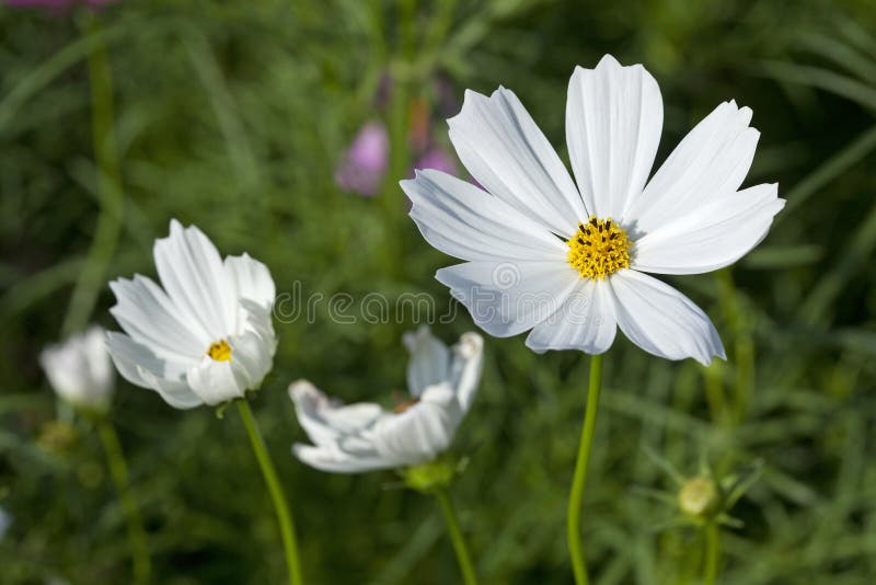 Cosmos Flowers