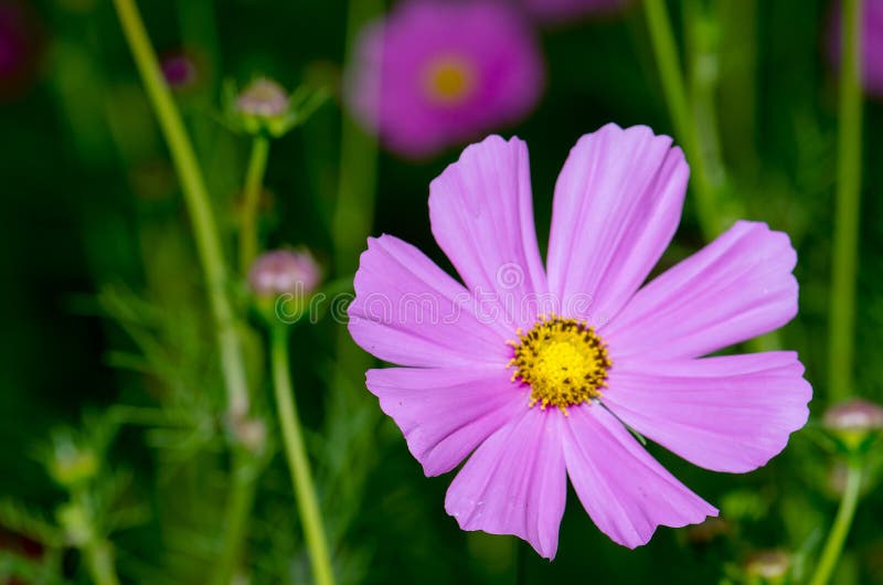 Cosmos Flowers Blooming Beautifully Mild Morning Sun. Stock Photo ...