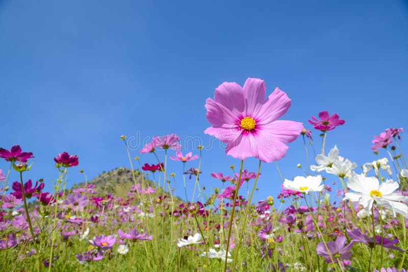 Cosmos Flowers with the Blue Sky Stock Image - Image of spring ...