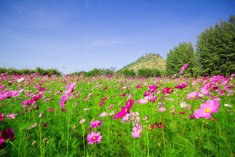 Field of Pink Cosmos Flowers and Blue Sky Stock Photo - Image of summer ...