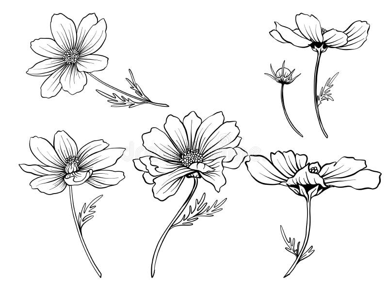Cosmos Flowers. Set of Outline Flowers Stock Vector - Illustration of