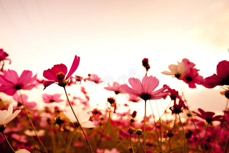 Cosmos flowers at sunset