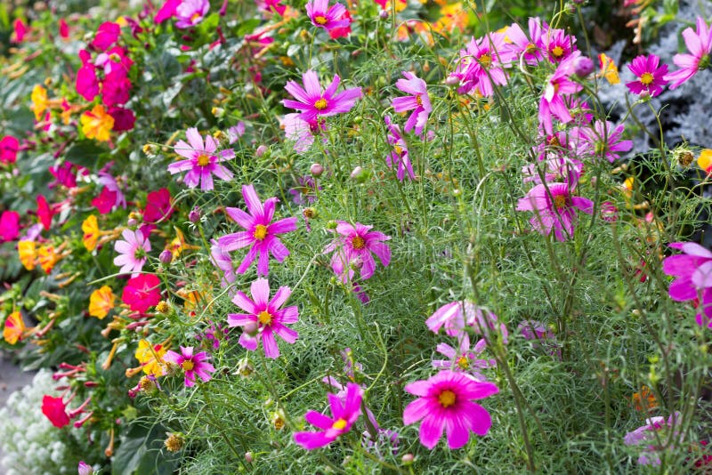 Cosmos plants Cosmos bipinnatus - beautiful summer plants in the bee-friendly cottage garden. Colorful cosmos plants Cosmos bipinnatus - beautiful summer royalty free stock photography