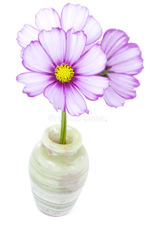 Cosmos rose image libre de droits Cosmos rose image libre de droits