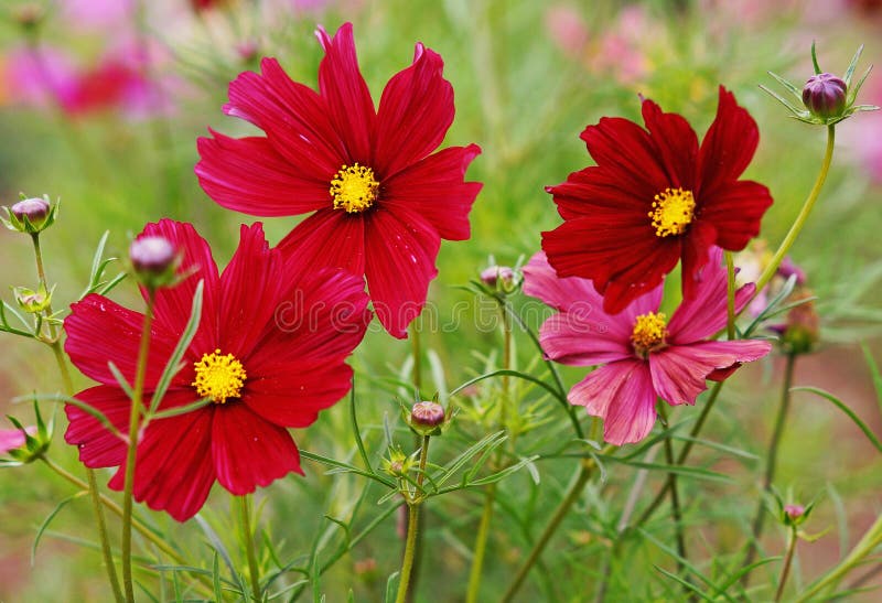 Cosmos Rubenza Growing in an English Garden Stock Photo - Image of bedder,  arranging: 167557910