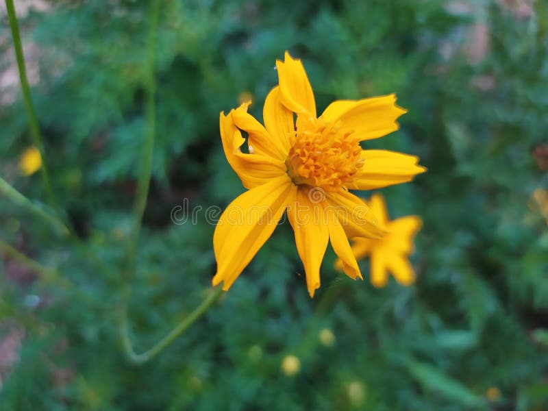 Download 1 197 Yellow Sulfur Cosmos Flower Photos Free Royalty Free Stock Photos From Dreamstime PSD Mockup Templates