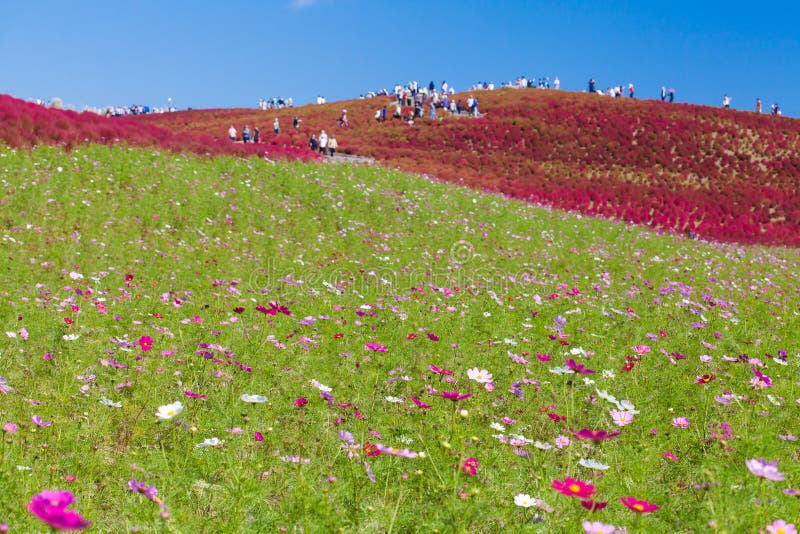 Cosmoses field and kochias hil