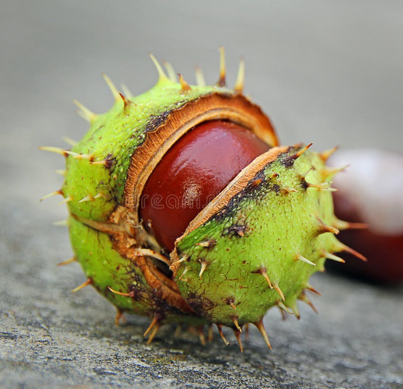 Cosse en épi géométrique de graine de marron Cosse en épi géométrique de graine de marron