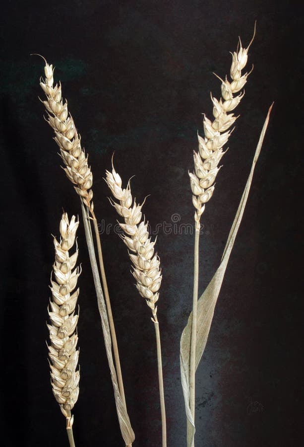 Cosses de blé photo stock. Image du graines, blé, paille - 55864032