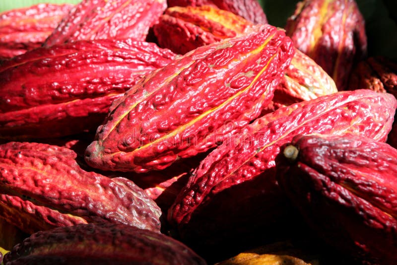 Cosses de cacao images libres de droits Cosses de cacao images libres de droits