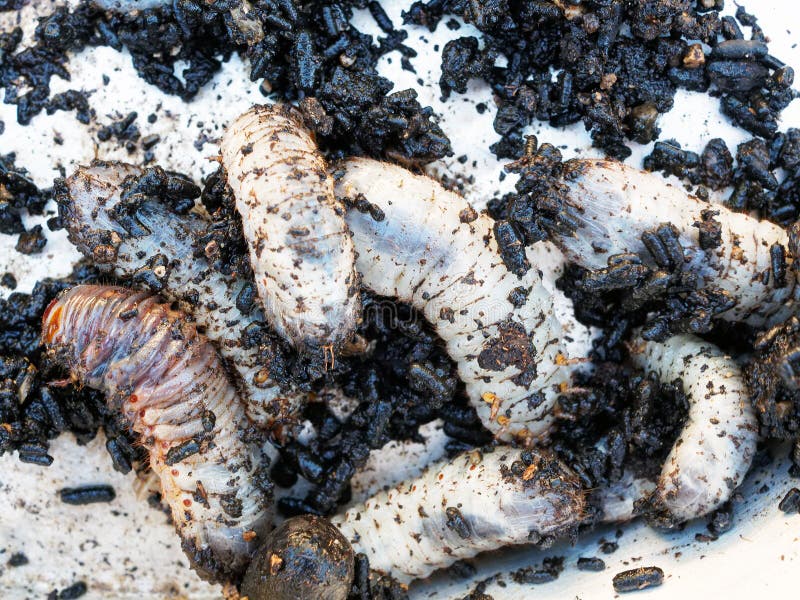 Cossid Moth Larvae and Castings Stock Image Image of manure, garden