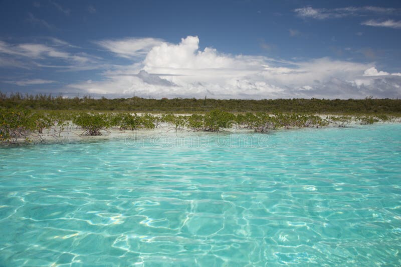 Costa della mangrovia e della spiaggia a Cat Island, Bahamas immagini stock libere da diritti Costa della mangrovia e della spiaggia a Cat Island, Bahamas immagini stock libere da diritti