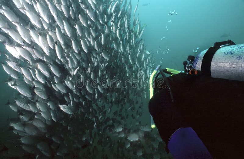 Masivo de agrupador en desplegado de acuerdo a buceo buzo.