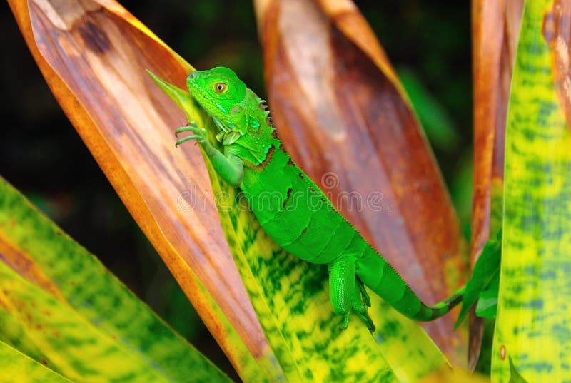 Costa Rica Green Iguana royalty free stock image