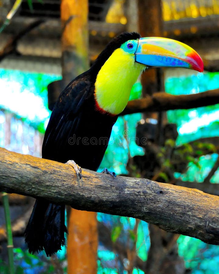 Costa Rica Keel-Billed Toucan stock photos Costa Rica Keel-Billed Toucan stock photos