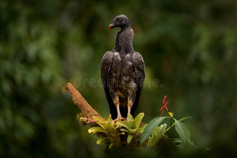 Costa Rica nature. Young of king vulture, Costa Rica, large bird found in South America. Wildlife scene from tropic nature. Condor royalty free stock photography