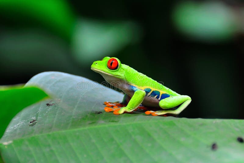 Costa Rica Red Eye Tree Frog stock image