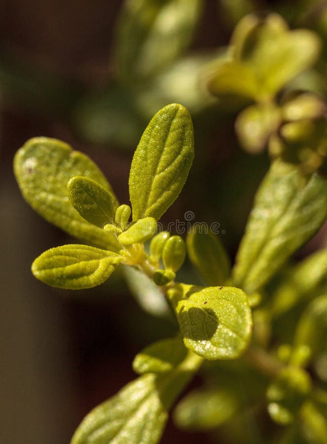 Costa Rican Bush Mint Satureja Vimgrows in an Organic Herb Garden Stock ...