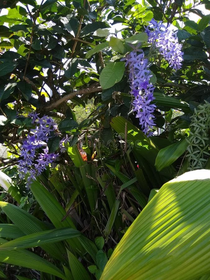 Costa Rican Queen & x27; s-kransblommor royaltyfri foto Costa Rican Queen & x27; s-kransblommor royaltyfri foto