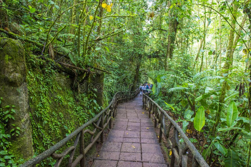 Costa Rican rain forest editorial stock image. Image of costa - 69599274