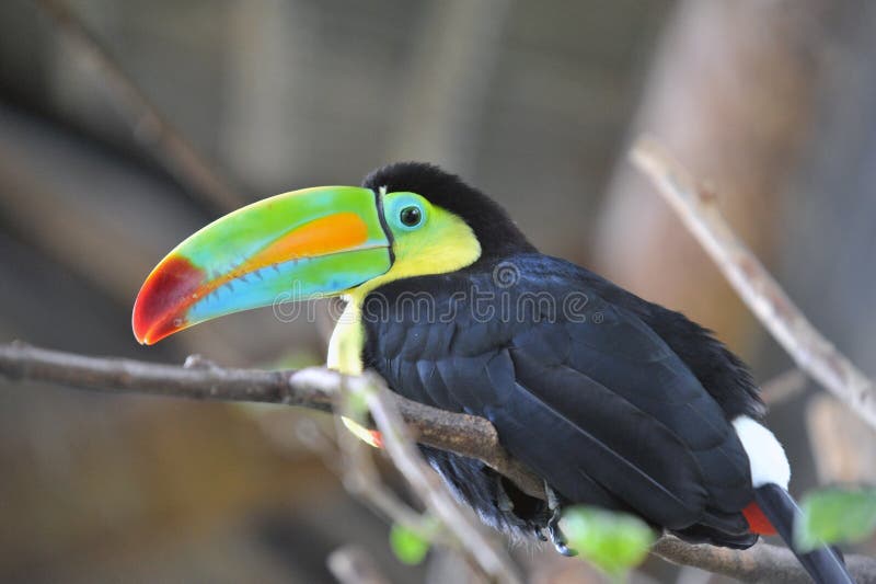 Costa Rican Toucan