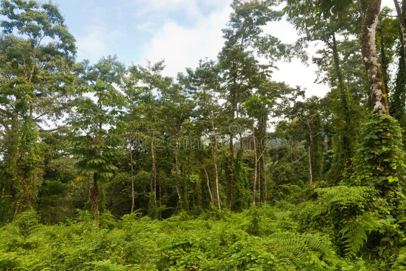 Costa Ricas Jungle and Forest Wildlife stock image Costa Ricas Jungle and Forest Wildlife stock image