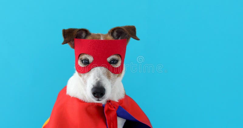 Costume dell'eroe eccellente di russell della presa del cane immagine stock Costume dell'eroe eccellente di russell della presa del cane immagine stock