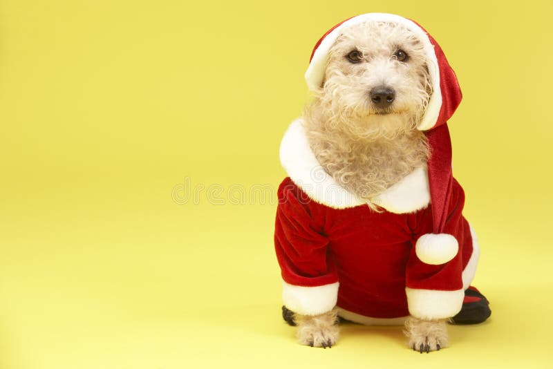 costume psiego Santa obrazy stock costume psiego Santa obrazy stock