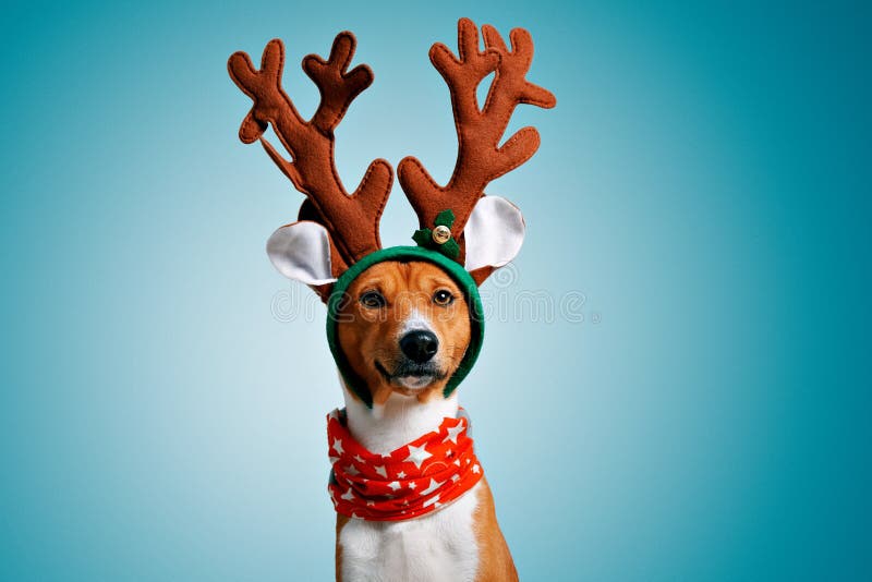 Costumi wering di natale del bello cane fotografia stock Costumi wering di natale del bello cane fotografia stock